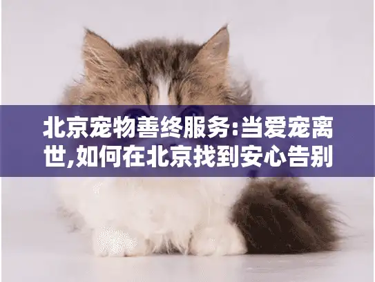 北京宠物善终服务:当爱宠离世,如何在北京找到安心告别方案?
