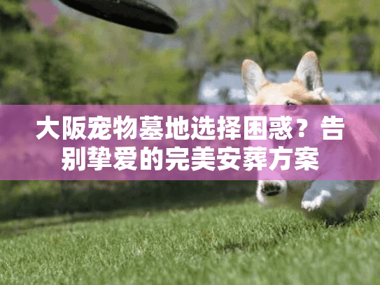 大阪宠物墓地选择困惑？告别挚爱的完美安葬方案