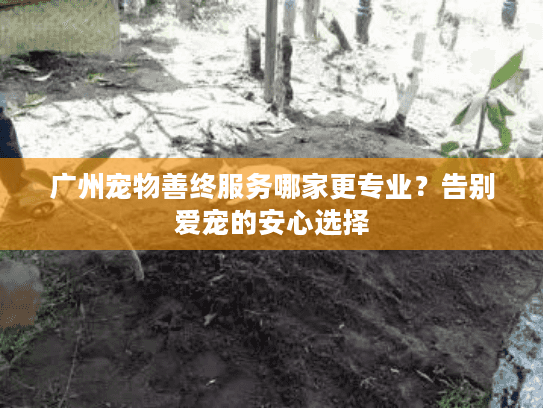 广州宠物善终服务哪家更专业?告别爱宠的安心选择 广州宠物善终服务哪家更专业?告别爱宠的安心选择