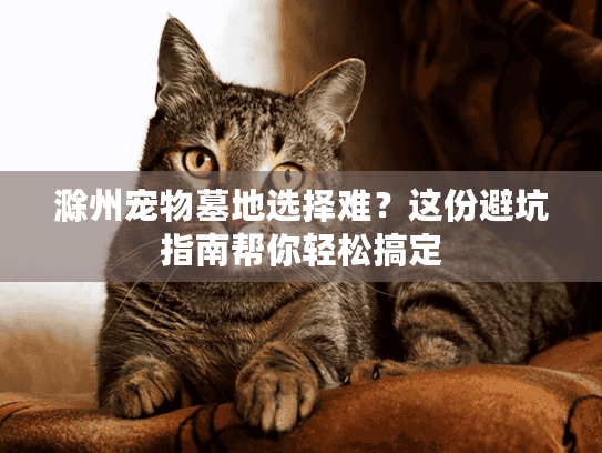 滁州宠物墓地选择难？这份避坑指南帮你轻松搞定