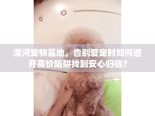 漯河宠物墓地，告别爱宠时如何避开高价陷阱找到安心归宿？