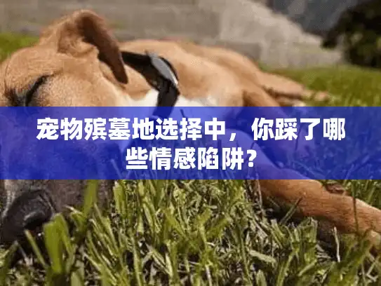 宠物殡墓地选择中,你踩了哪些情感陷阱? 宠物殡墓地选择中,你踩了哪些情感陷阱?