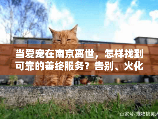 当爱宠在南京离世，怎样找到可靠的善终服务？告别、火化、纪念全指南
