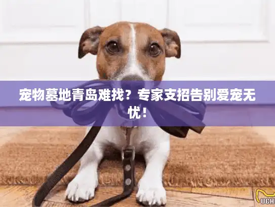 宠物墓地青岛难找？专家支招告别爱宠无忧！