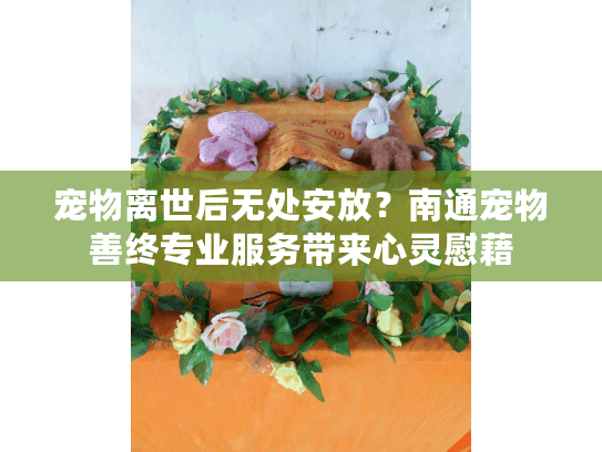 宠物离世后无处安放？南通宠物善终专业服务带来心灵慰藉
