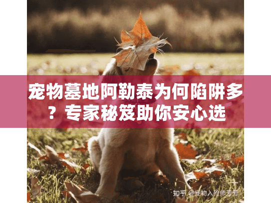 宠物墓地阿勒泰为何陷阱多？专家秘笈助你安心选