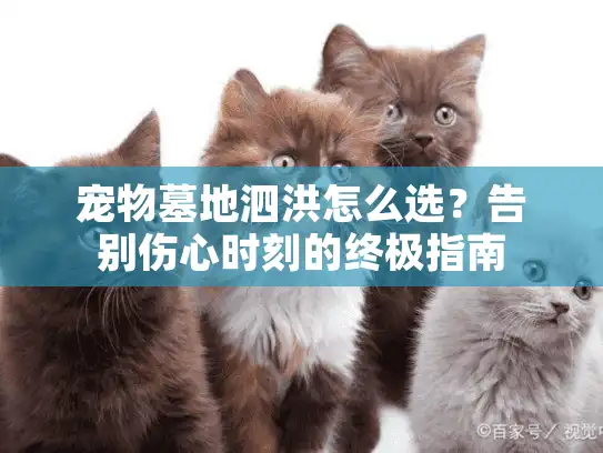 宠物墓地泗洪怎么选?告别伤心时刻的终极指南 宠物墓地泗洪怎么选?告别伤心时刻的终极指南