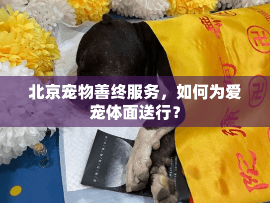 北京宠物善终服务，如何为爱宠体面送行？