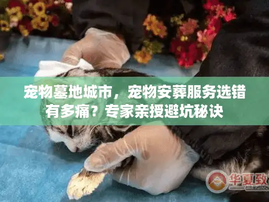 宠物墓地城市，宠物安葬服务选错有多痛？专家亲授避坑秘诀