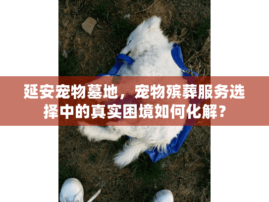 延安宠物墓地,宠物殡葬服务选择中的真实困境如何化解? 延安宠物墓地,宠物殡葬服务选择中的真实困境如何化解?