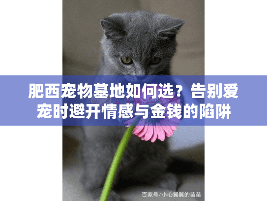 肥西宠物墓地如何选？告别爱宠时避开情感与金钱的陷阱