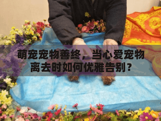萌宠宠物善终，当心爱宠物离去时如何优雅告别？
