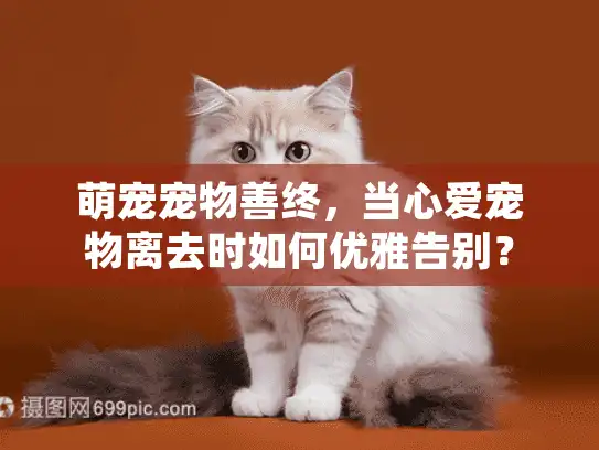 萌宠宠物善终，当心爱宠物离去时如何优雅告别？