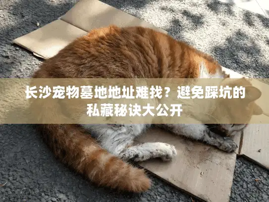 长沙宠物墓地地址难找？避免踩坑的私藏秘诀大公开