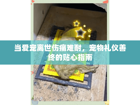 当爱宠离世伤痛难耐，宠物礼仪善终的贴心指南