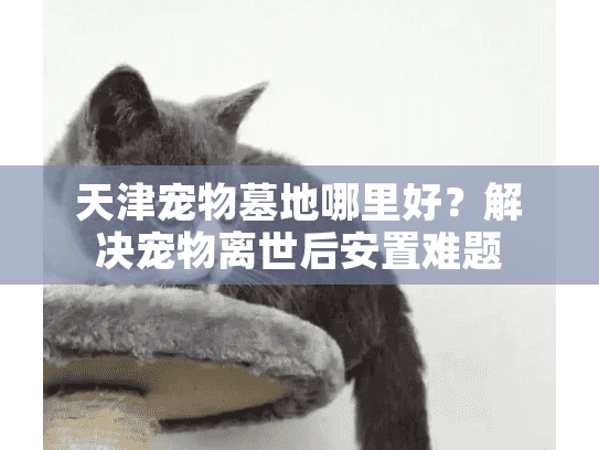 天津宠物墓地哪里好？解决宠物离世后安置难题