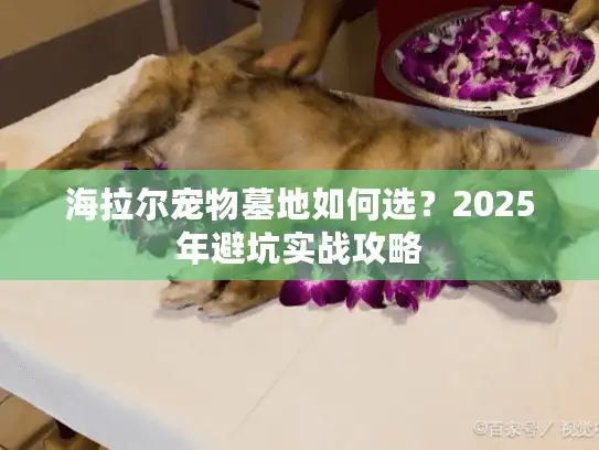 海拉尔宠物墓地如何选?2025年避坑实战攻略 海拉尔宠物墓地如何选?2025年避坑实战攻略