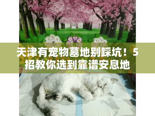 天津有宠物墓地别踩坑！5招教你选到靠谱安息地