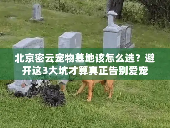 北京密云宠物墓地该怎么选？避开这3大坑才算真正告别爱宠