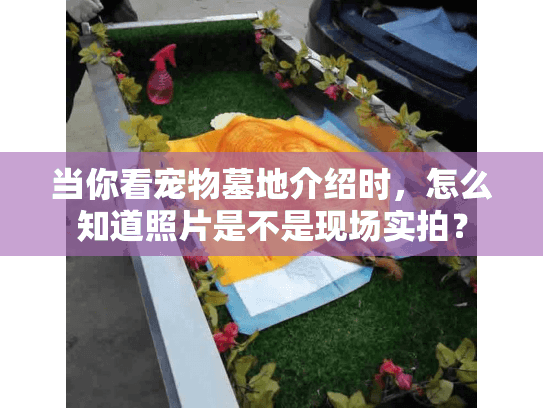 当你看宠物墓地介绍时，怎么知道照片是不是现场实拍？
