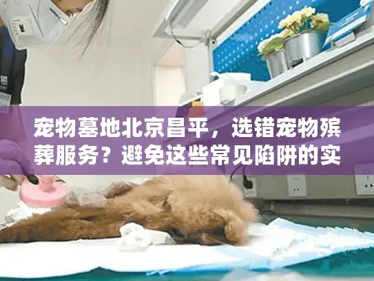 宠物墓地北京昌平，选错宠物殡葬服务？避免这些常见陷阱的实战秘笈！