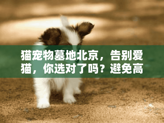 猫宠物墓地北京，告别爱猫，你选对了吗？避免高价陷阱终极策略