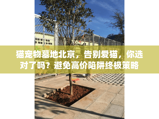 猫宠物墓地北京，告别爱猫，你选对了吗？避免高价陷阱终极策略