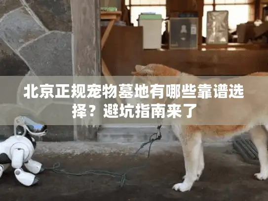 北京正规宠物墓地有哪些靠谱选择？避坑指南来了