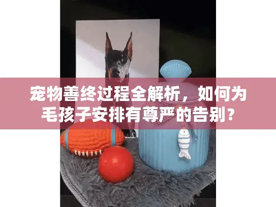 宠物善终过程全解析，如何为毛孩子安排有尊严的告别？