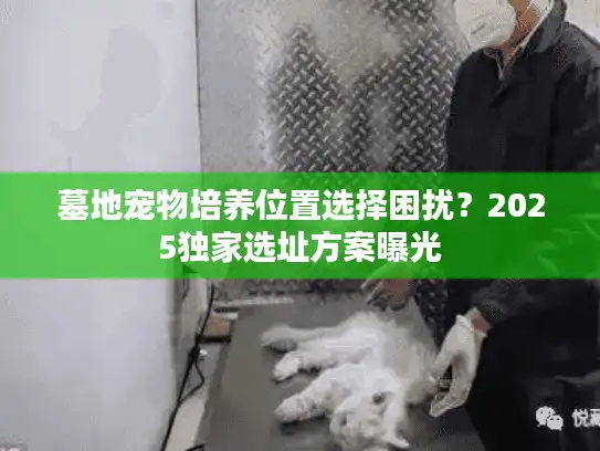 墓地宠物培养位置选择困扰？2025独家选址方案曝光