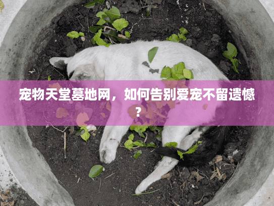 宠物天堂墓地网,如何告别爱宠不留遗憾? 宠物天堂墓地网,如何告别爱宠不留遗憾?