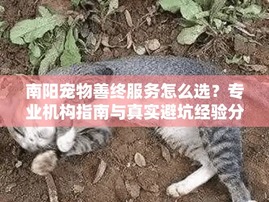 南阳宠物善终服务怎么选？专业机构指南与真实避坑经验分享