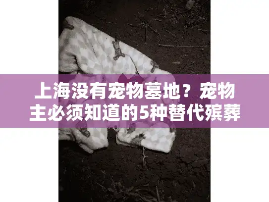 上海没有宠物墓地?宠物主必须知道的5种替代殡葬服务实战方案 上海没有宠物墓地?宠物主必须知道的5种替代殡葬服务实战方案