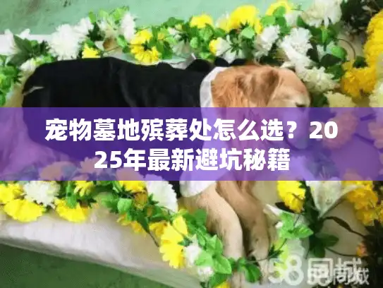 宠物墓地殡葬处怎么选？2025年最新避坑秘籍