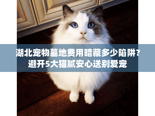 湖北宠物墓地费用暗藏多少陷阱？避开5大猫腻安心送别爱宠