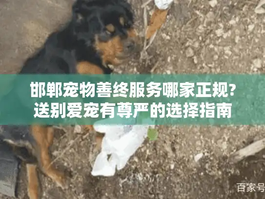 邯郸宠物善终服务哪家正规?送别爱宠有尊严的选择指南