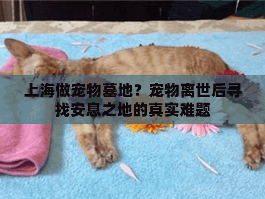 上海做宠物墓地?宠物离世后寻找安息之地的真实难题 上海做宠物墓地?宠物离世后寻找安息之地的真实难题