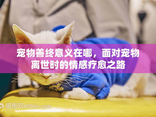 宠物善终意义在哪，面对宠物离世时的情感疗愈之路