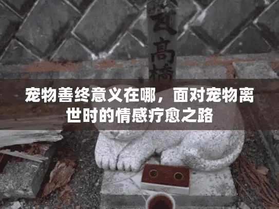 宠物善终意义在哪，面对宠物离世时的情感疗愈之路