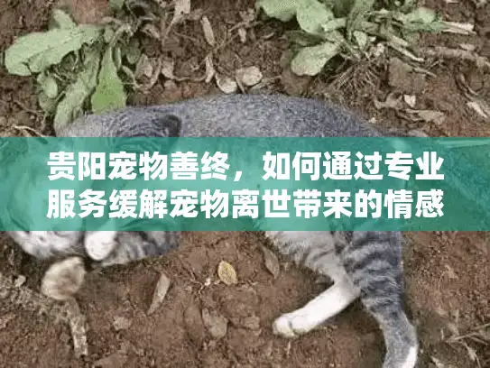 贵阳宠物善终，如何通过专业服务缓解宠物离世带来的情感伤痛？