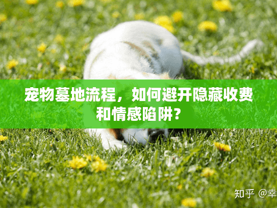 宠物墓地流程，如何避开隐藏收费和情感陷阱？
