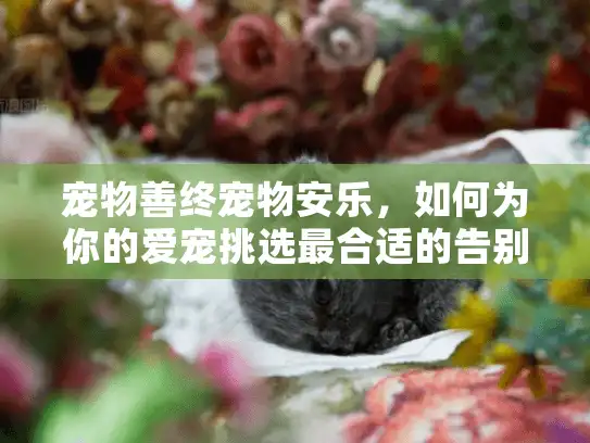 宠物善终宠物安乐，如何为你的爱宠挑选最合适的告别服务？