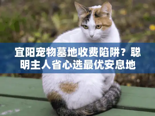 宜阳宠物墓地收费陷阱？聪明主人省心选最优安息地