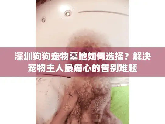 深圳狗狗宠物墓地如何选择？解决宠物主人最痛心的告别难题