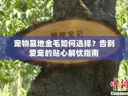 宠物墓地金毛如何选择?告别爱宠的贴心解忧指南 宠物墓地金毛如何选择?告别爱宠的贴心解忧指南