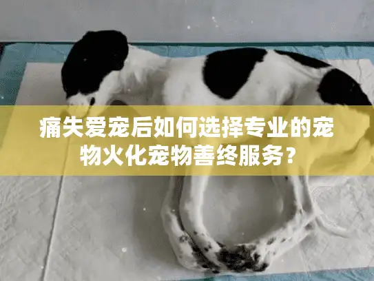 痛失爱宠后如何选择专业的宠物火化宠物善终服务？