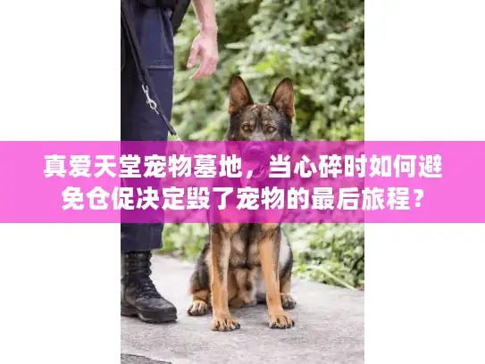 真爱天堂宠物墓地，当心碎时如何避免仓促决定毁了宠物的最后旅程？