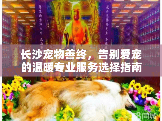 长沙宠物善终，告别爱宠的温暖专业服务选择指南