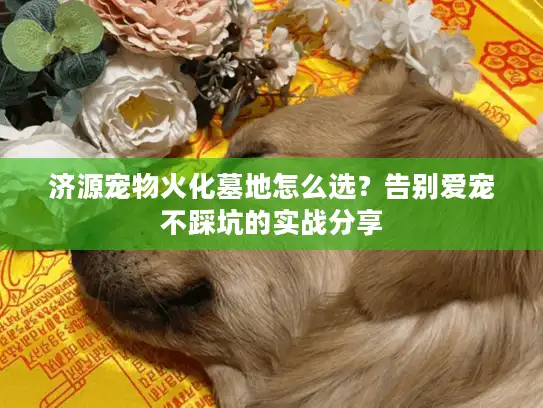 济源宠物火化墓地怎么选?告别爱宠不踩坑的实战分享 济源宠物火化墓地怎么选?告别爱宠不踩坑的实战分享