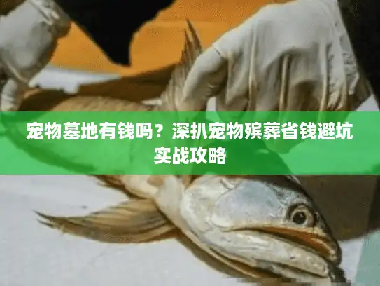 宠物墓地有钱吗？深扒宠物殡葬省钱避坑实战攻略